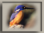 Azure Kingfisher